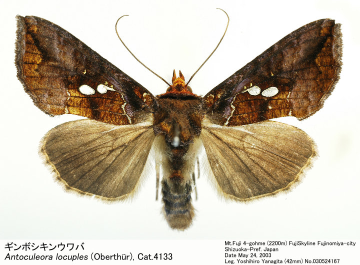 Antoculeora locuples 030524167.jpg